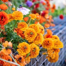 Your guide to growing flower bulbs