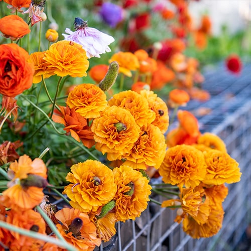 Orange and yellow flowers in full bloom with more flowers in the background.