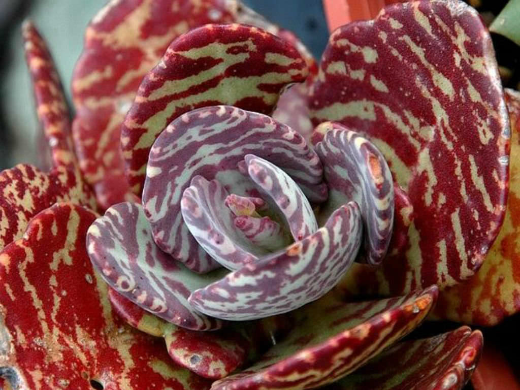 KALANCHOE HUMILIS DESERT 15CM - Stodels Garden Centre