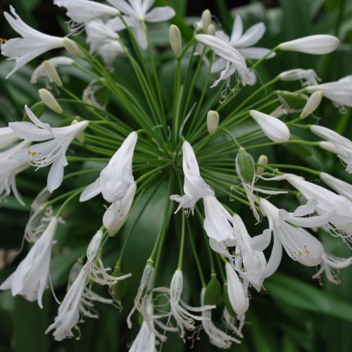 AGAPANTHUS WHITE Stodels Garden Centre