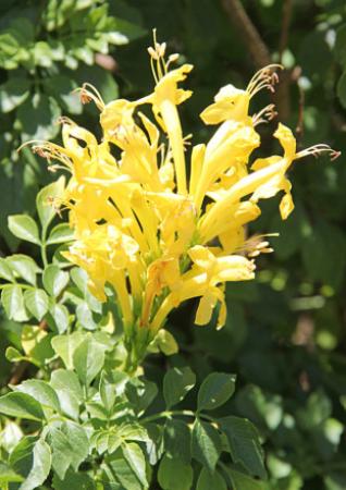 Cape Honeysuckle Yellow Stodels Garden Centre