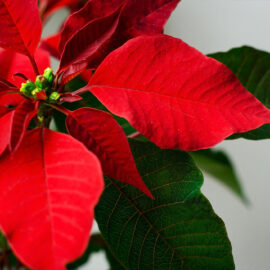 How To Keep A Poinsettia Year-Round