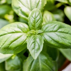 Basil