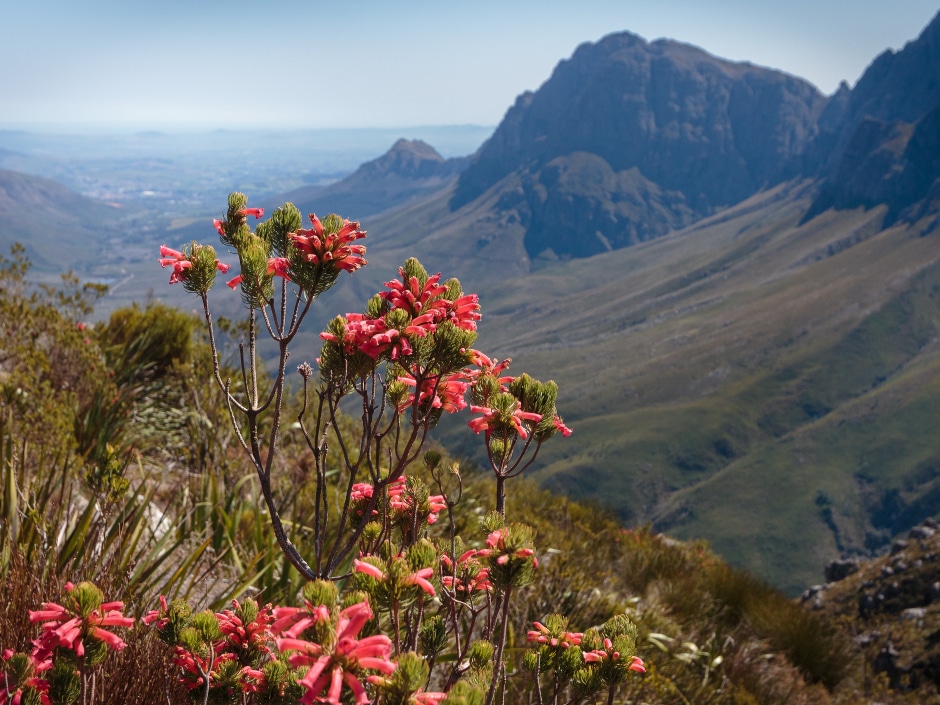 Pink erica flowers growing on a mountain slope, with rugged peaks in the distance.