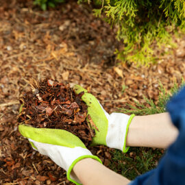 Save water with mulching