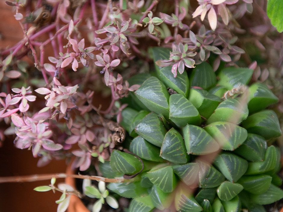 Close-up view of pink kalanchoe flowers and succulent green leaves.