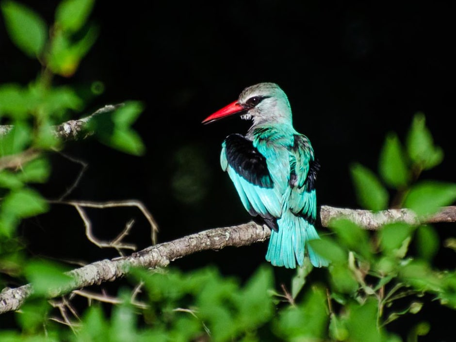 A colorful kingfisher with turquoise and black plumage and a bright red beak perched on a branch, surrounded by dark green foliage in a dimly lit setting.