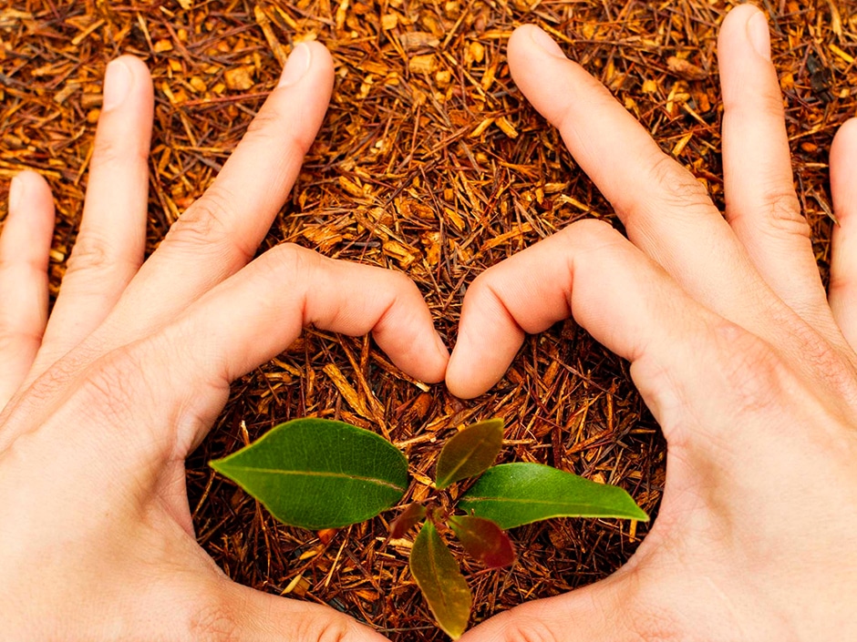A person's hands form a heart around a seedling planted in soil.