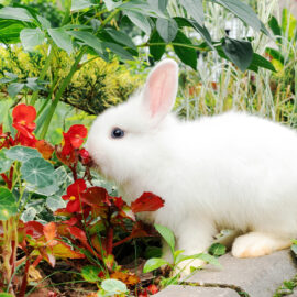 7 Tips For Creating a pet-friendly Garden