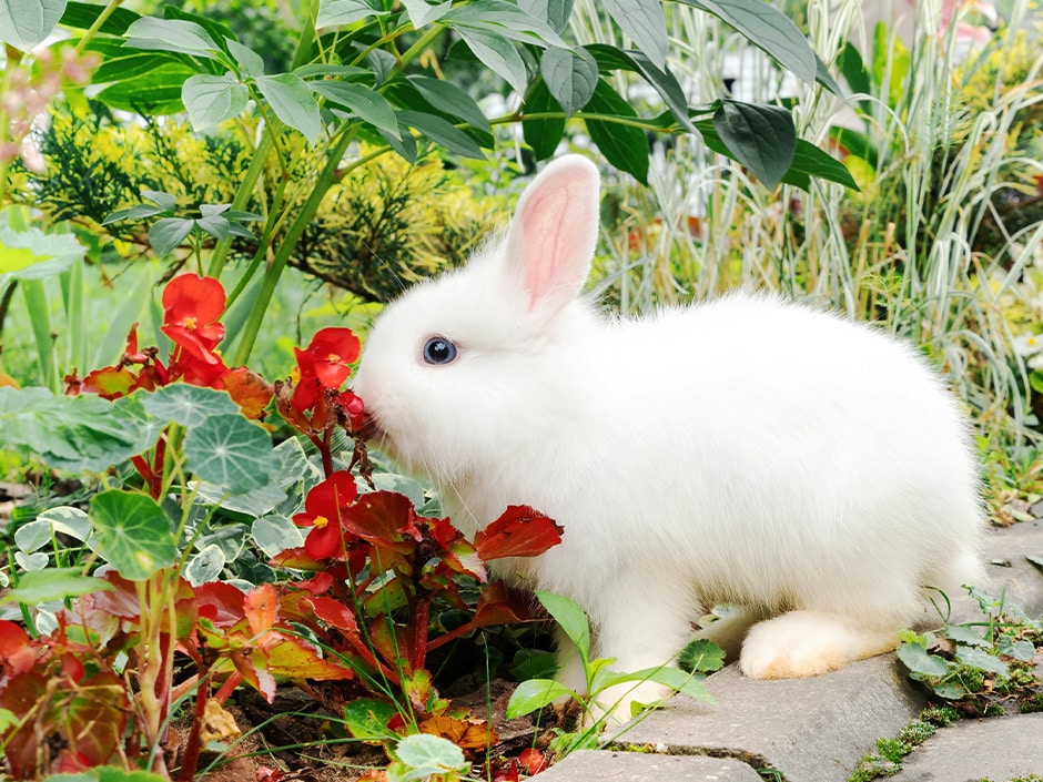 A white rabbit with red eyes sitting amongst red and green foliage plants and flowers in a garden.