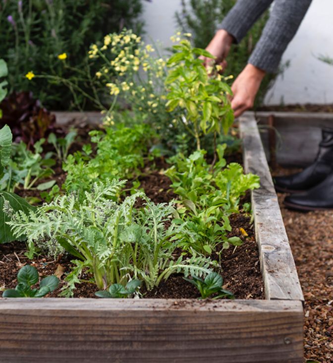 Hands planting assorted herbs and greens in a raised garden bed.