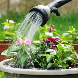Water wise – How to save water in your garden
