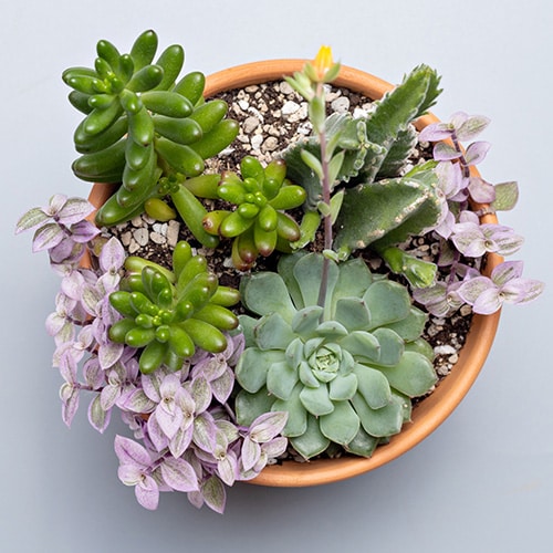 A terracotta plant pot containing an arrangement of succulents in shades of green and purple.
