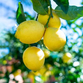 How to grow citrus trees