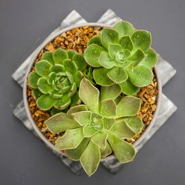How to keep your succulents happy and healthy
