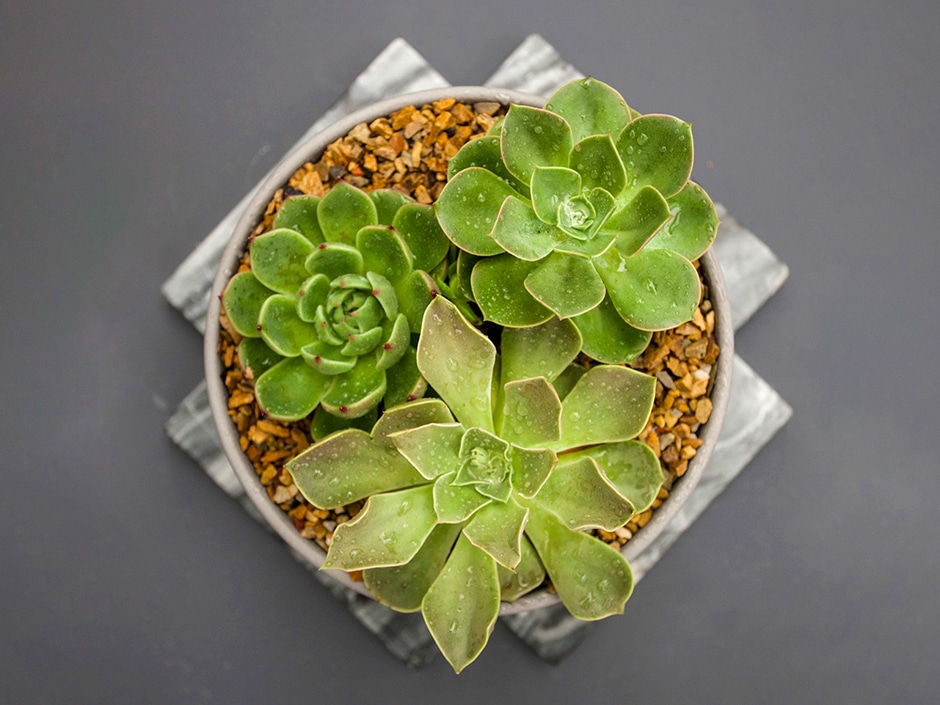 A pot with three different succulents planted in it with small stones against a dark grey background.