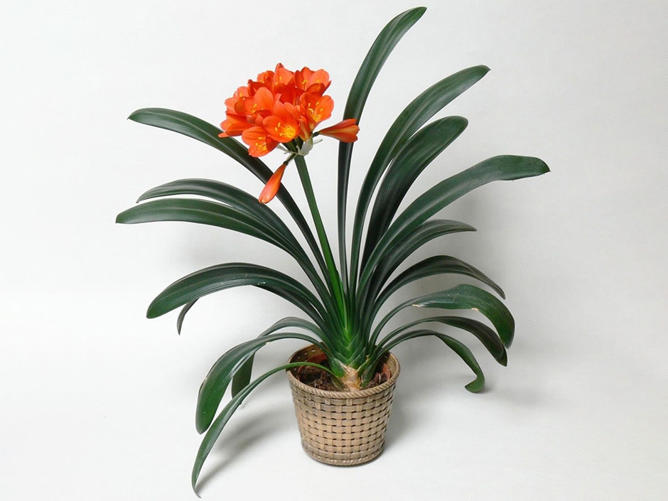 Potted orange Clivia plant with long, arching green leaves in a woven basket against a plain background.