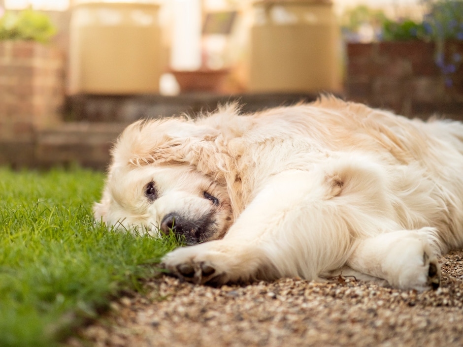 Fluffy golden retriever lying on the grass in a garden, looking sleepy.