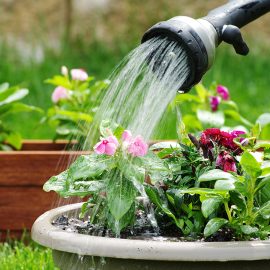 How to save water in your garden