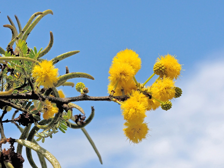 A close-up of a tree with fluffy yellow flowers, bean-shaped seed pods, and short, green leaves against a blue sky.