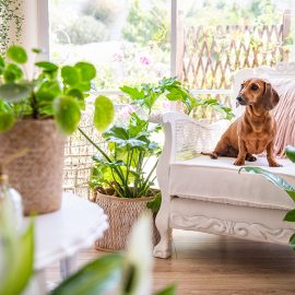 8 tips for creating a safe, pet-friendly garden