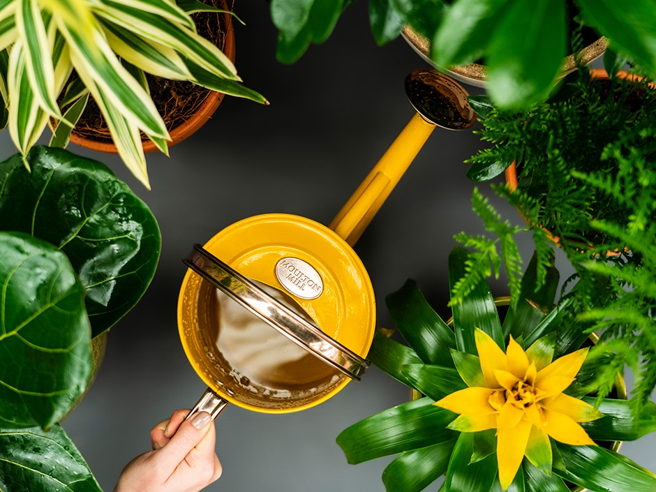 A hand holding a yellow watering can surrounded by an array of different potted plants, including a fig leaf tree and a fern.