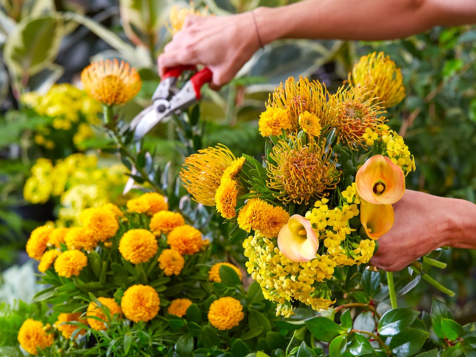 A person's hands holding a bunch of yellow and orange flowers, including a pincushion protea, amidst green foliage. In the background, another hand holding red scissors is cutting another flower.