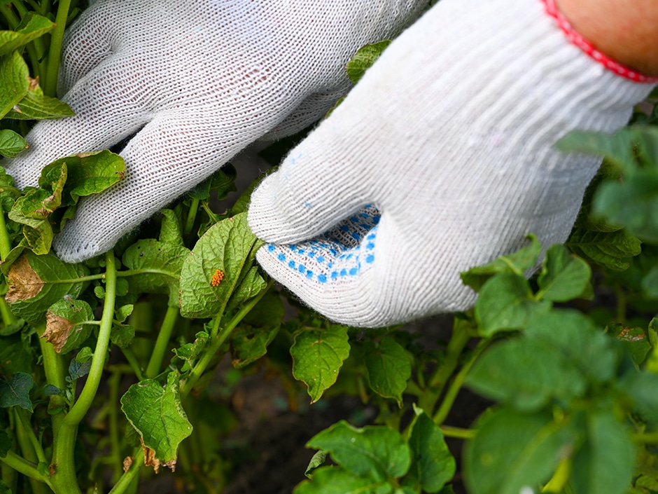 A white-gloved hand holding up a leaf to display bug eggs on the under side.