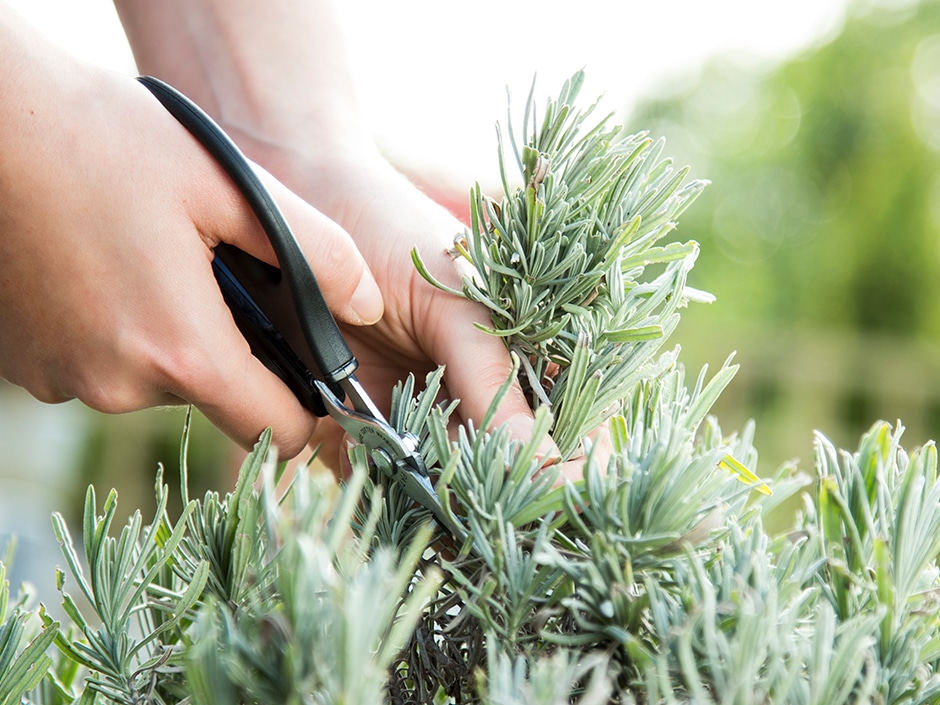 Close-up of hands holding scissors cutting a bunch of rosemary from a rosemary bush.