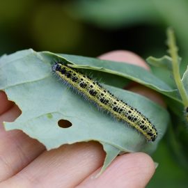 What to do about summer garden pests