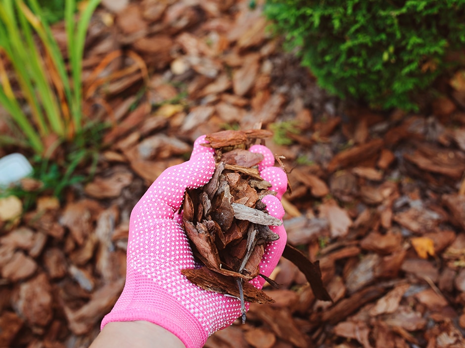 A hand wearing a pink glove holding wood chips against a background of foliage and wood.