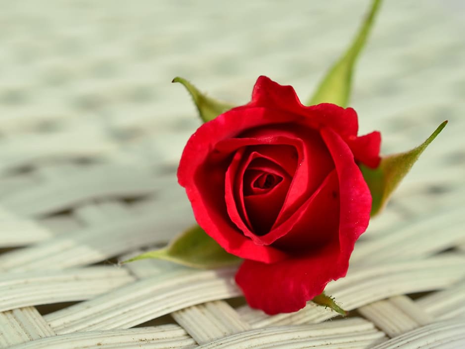 A close-up of a single red rose and green stem on a white woven table.