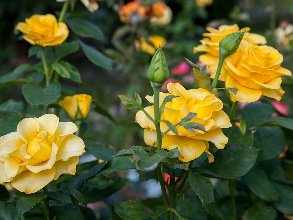 A close-up of yellow rose flowers amongst dark green leaves.