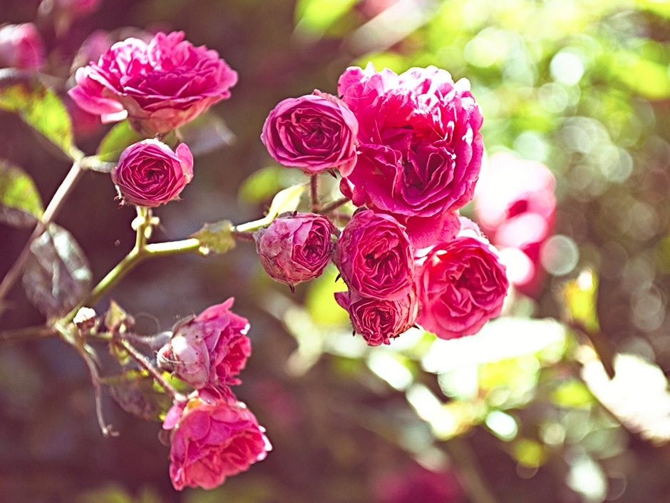 A close-up of bright pink roses with a garden in the background.