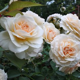 Know your roses: the basics
