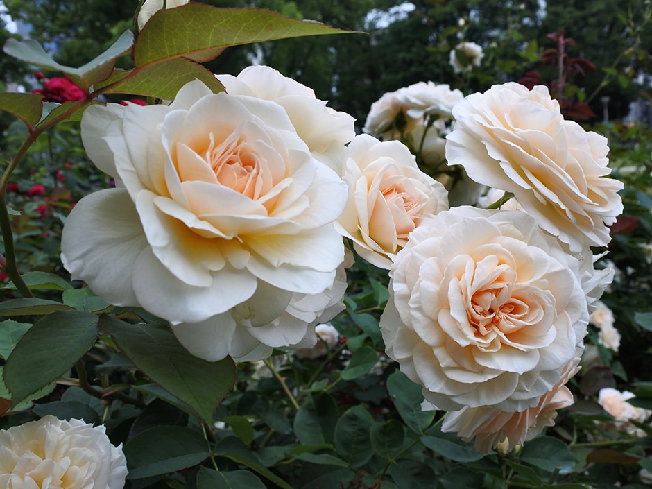 A close-up of a bunch of white and light orange roses among green foliage.