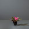 Small African Violet plant with bright pink flowers in a small black pot.