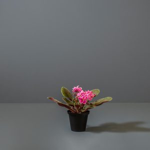 African Violet 10cm