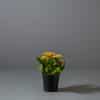 The Kalanchoe or Faming Katy houseplant with red and yellow flowers in a small black pot.