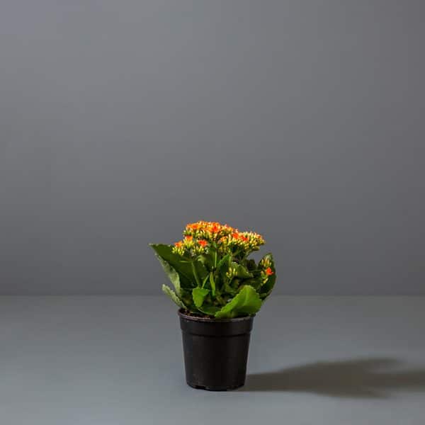 The Kalanchoe or Faming Katy houseplant with red and yellow flowers in a small black pot.