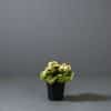 A small Calandiva houseplant with green leaves and white and green flowers in a black pot.