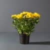 A Chrysanthemum plant with bright yellow flowers in a black pot.