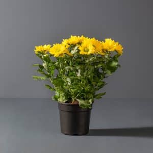 Chrysanthemum 14cm