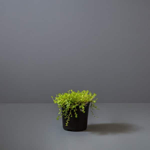 A Peace in the Home plant with delicate green foliage in a small black pot.