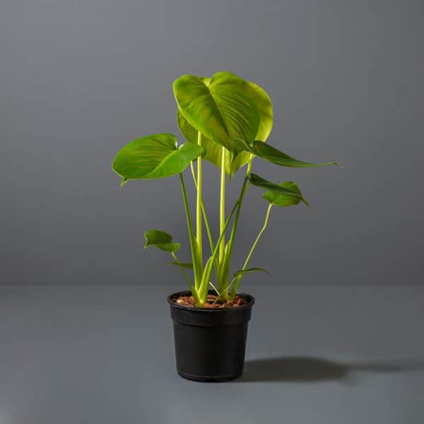 A small Delicious Monster plant with vibrant green leaves on long stalks in a black pot.