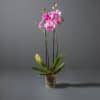 A Phalaenopsis or moth orchid with bright pink flowers and green leaves in a transparant pot.