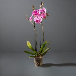 2-stem Phalaenopsis Orchid