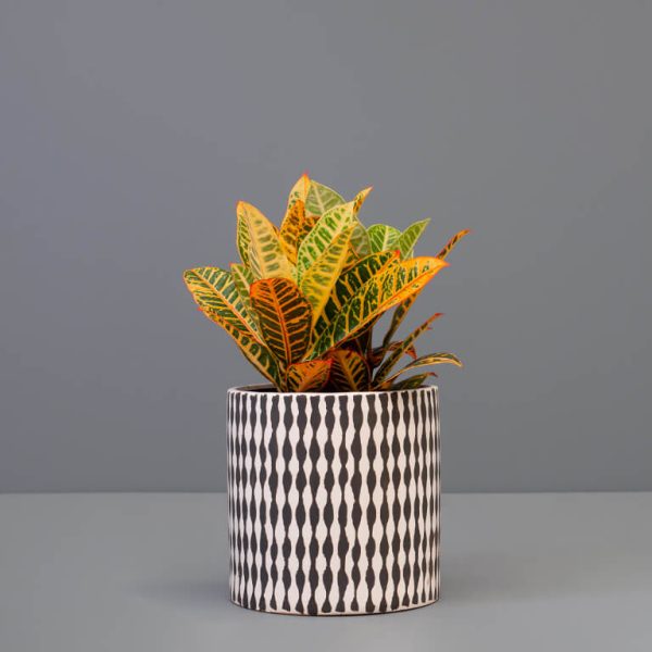 A Croton plant with yellow, red and green leaves in a striped pot.