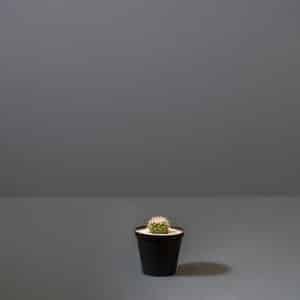 Small Cactus 8cm