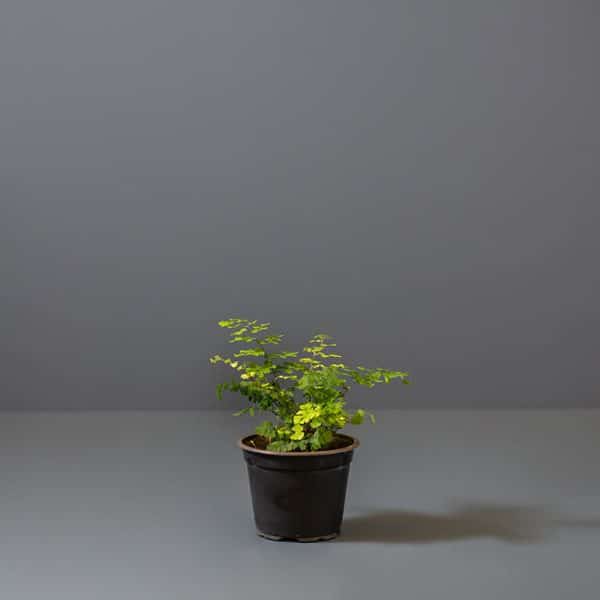 A Maidenhair fern with bright green leaves in a small black pot.